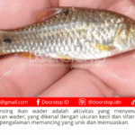 Panduan Lengkap Memancing Ikan Wader: Tips dan Trik untuk Pemula