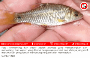 Panduan Lengkap Memancing Ikan Wader: Tips dan Trik untuk Pemula