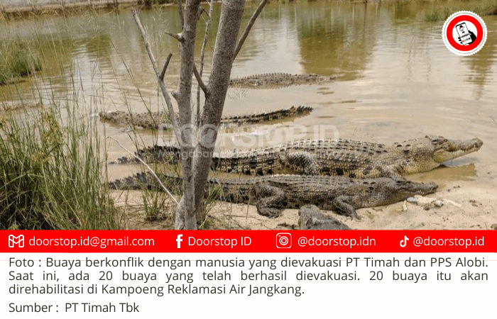 PPS Alobi dan PT Timah Rehabilitasi 20 Buaya yang Berkonflik dengan Manusia di Kampoeng Reklamasi Air Jangkang