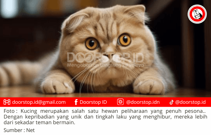 Kucing: Teman Setia dengan Beragam Manfaat