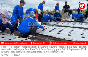 PT Timah Adakan Pelatihan Bawang Merah bagi Kelompok Tani Desa Gantung