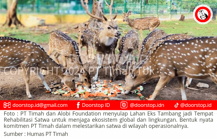 PT Timah dan Alobi Foundation Sulap Lahan Eks Tambang jadi Tempat Rehabilitasi Satwa