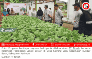 Dukung Ketahanan Pangan di Daerah Pesisir, PT Timah Gandeng Kelompok Lanjut Bestari Tanam Sayuran