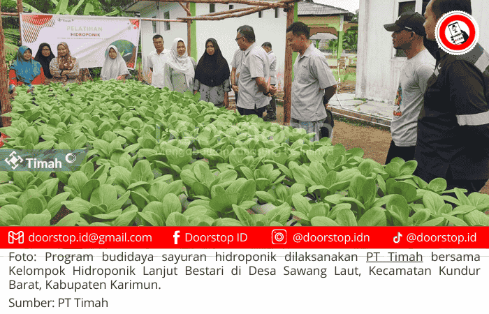 Dukung Ketahanan Pangan di Daerah Pesisir, PT Timah Gandeng Kelompok Lanjut Bestari Tanam Sayuran