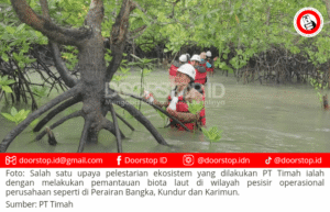 Rutin Pantau Biota Laut, Komitmen PT Timah Jaga Keseimbangan Ekosistem Wilayah Pesisir