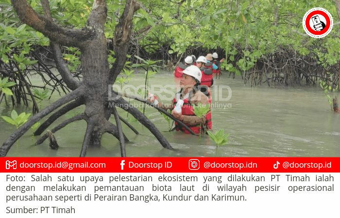 Rutin Pantau Biota Laut, Komitmen PT Timah Jaga Keseimbangan Ekosistem Wilayah Pesisir