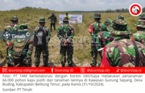 PT TAM Kolaborasi dengan Korem 045/Gaya Tanam 66.000 Pohon Kayu Putih