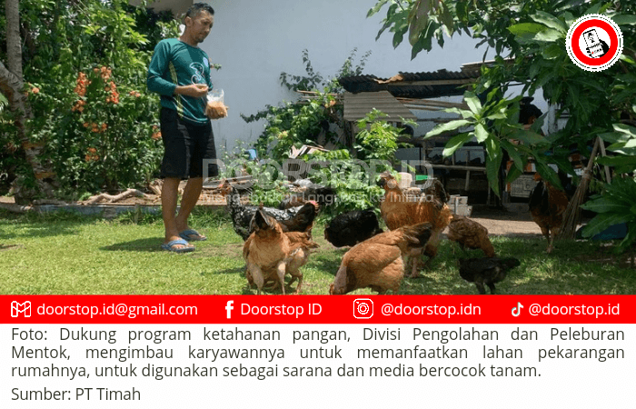 PT Timah Imbau Karyawan di Divisi Pengolahan dan Peleburan Mentok Manfaatkan Pekarangan Rumah untuk Bercocok Tanam