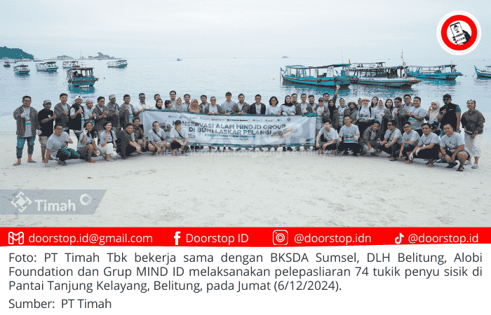 PT Timah Tbk dan Grup MIND ID Lepasliarkan 74 Tukik Penyu Sisik di Belitung, Wujud Konservasi Satwa Liar yang Berkelanjutan