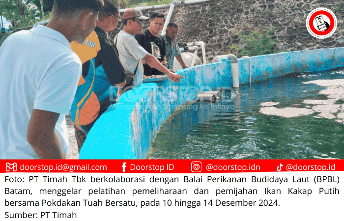 Kolaborasi PT Timah dan BPBL Batam, Gelar Pelatihan Pemeliharaan Ikan Kakap Putih