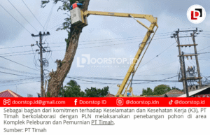 Cegah Kecelakaan, PT Timah dan PLN Lakukan Penebangan Pohon Berisiko di Kawasan Mentok