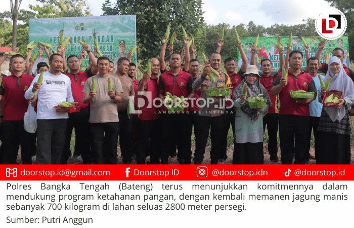 Komitmen Dukung Program Ketahanan Pangan, Polres Bangka Tengah Panen 700 Kilogram Jagung