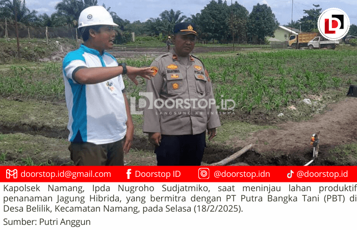 Dukungan Penuh Polres Bangka Tengah Terhadap Program Ketahanan Pangan : Kapolsek Namang Tinjau Lahan Penanaman Jagung Hibrida