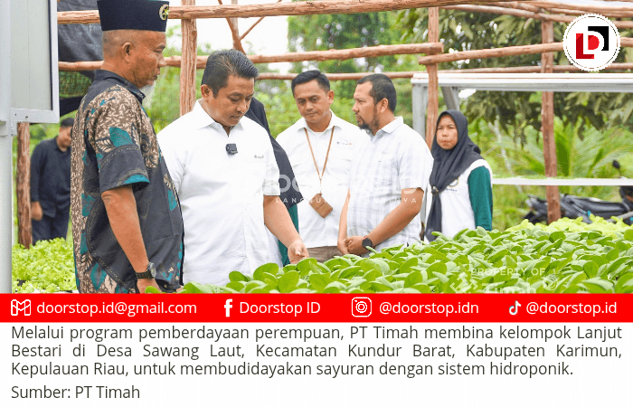 Dorong Pemberdayaan Ekonomi Lokal, PT Timah Gerakkan Program Hidroponik Bagi Kelompok Perempuan di Desa Sawang Laut