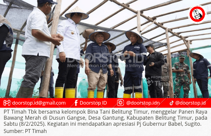 Panen Raya Bawang Merah, Komitmen PT Timah Wujudkan Ketahanan Pangan Daerah
