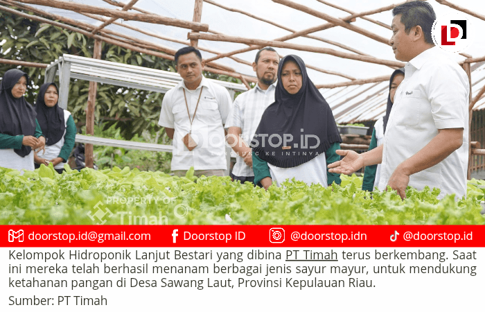 Kolaborasi Kelompok Hidroponik Lanjut Bestari dan PT Timah, Bangun Ketahanan Pangan dari Desa