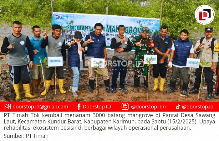 Komitmen Keberlanjutan Lingkungan, PT Timah Kembali Tanam Ribuan Mangrove di Desa Sawang Laut