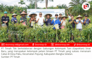 Kolaborasi PT Timah dan Gapoktan Sinar Baru: Panen Cabai Melimpah, Dukung Ketahanan Pangan Nasional
