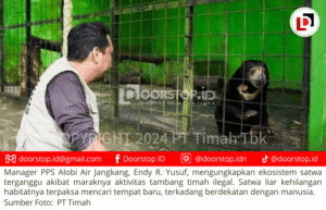 Tambang Timah Ilegal di Bangka Belitung: Ancaman bagi Lingkungan dan Satwa Liar