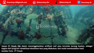 Artificial Reef PT Timah di Rambak Berhasil Menjadi Karang Alami