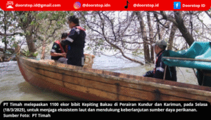 PT Timah Lepaskan Ribuan Bibit Kepiting Bakau di Perairan Kundur dan Karimun