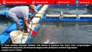 PT Timah Dorong Kemandirian Nelayan Kepri Lewat Budidaya Kakap Putih dan Hidroponik