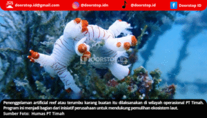 Konsisten Tenggelamkan Artificial Reef, Bukti Cinta PT Timah pada Laut Bangka Belitung
