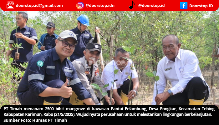 Tanam 2500 Bibit Mangrove di Karimun, Langkah PT Timah Lestarikan Lingkungan Berkelanjutan