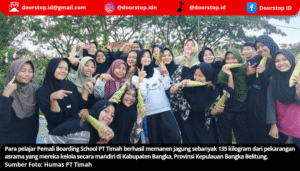 Siswa PBS PT Timah Panen Jagung, Dukung Ketahanan Pangan dan Edukasi Lingkungan