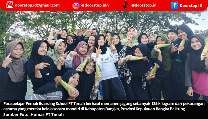 Siswa PBS PT Timah Panen Jagung, Dukung Ketahanan Pangan dan Edukasi Lingkungan
