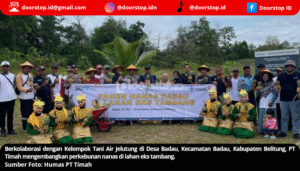 PT Timah dan Kelompok Tani Air Jelutung Desa Badau, Sulap Lahan Bekas Tambang Jadi Kebun Nanas
