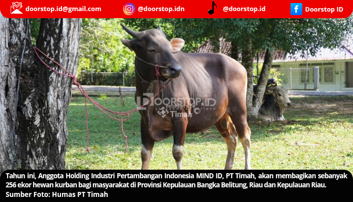 PT Timah Bakal Sebarkan Ratusan Hewan Kurban Pada Idul Adha Tahun Ini