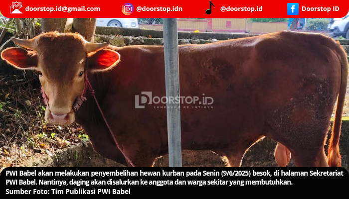 PWI Babel Gelar Penyembelihan Hewan Kurban Besok, Daging Disalurkan ke Anggota dan Warga Sekitar