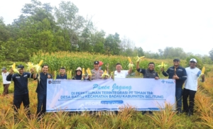 Dukung Pemberdayaan Masyarakat, PT TIMAH Kembangkan Pertanian Jagung di Lahan Pascatambang bersama Kelompok Tani di Belitung