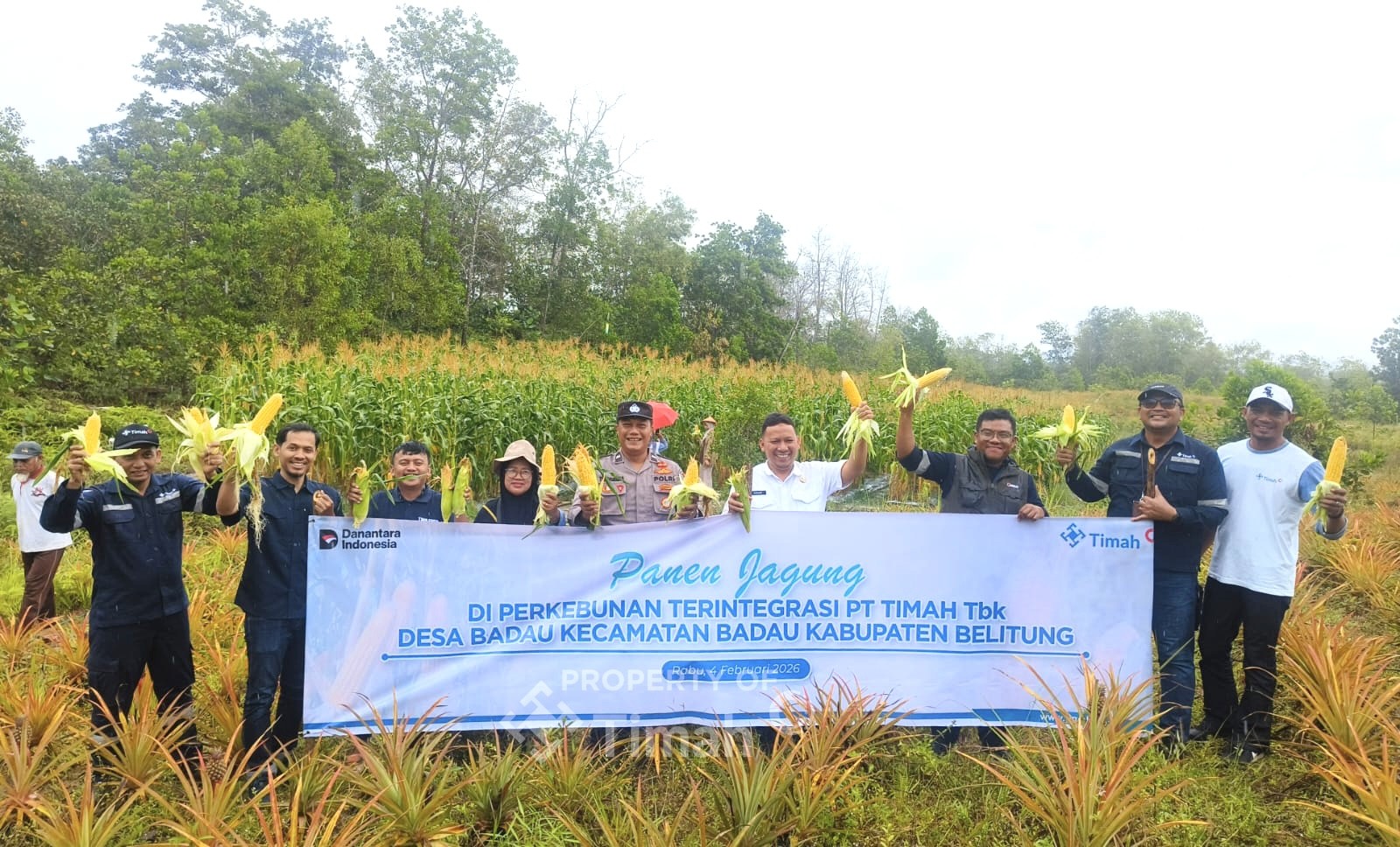 Dukung Pemberdayaan Masyarakat, PT TIMAH Kembangkan Pertanian Jagung di Lahan Pascatambang bersama Kelompok Tani di Belitung