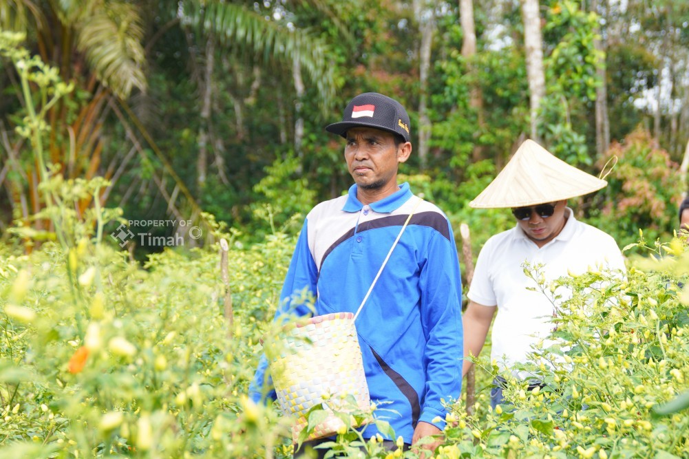 Sinergi untuk Wujudkan Ketahanan Pangan, PT TIMAH Optimalkan Potensi Pertanian Lokal dengan Lakukan Hal Ini