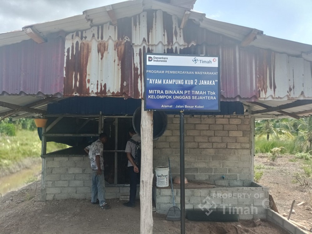 PT TIMAH Perkuat Ekonomi Lokal Lewat Peternakan Ayam Kampung di Kabupaten Karimun