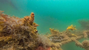 Dari Darat hingga Laut, Upaya PT TIMAH Menjaga Bumi Lewat Program Lingkungan