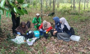 Garap Riset Genetika Manggis Klabang, DLH Pangkalpinang Gandeng BRIN dan UBB Selamatkan Spesies Endemik Bangka