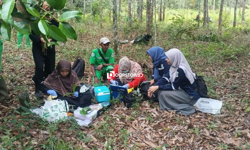 Garap Riset Genetika Manggis Klabang, DLH Pangkalpinang Gandeng BRIN dan UBB Selamatkan Spesies Endemik Bangka