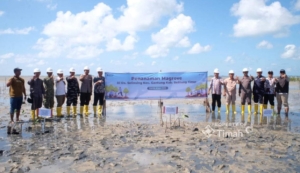 PT TIMAH dan Masyarakat Bergerak Jaga Alam Lewat Penanaman Mangrove di Pantai Mudong