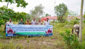 PT TIMAH Salurkan 31 Hewan Kurban bagi Warga Bangka Selatan