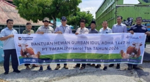 PT TIMAH Salurkan 39 Sapi Kurban di Bangka Barat, Disambut Antusias Warga
