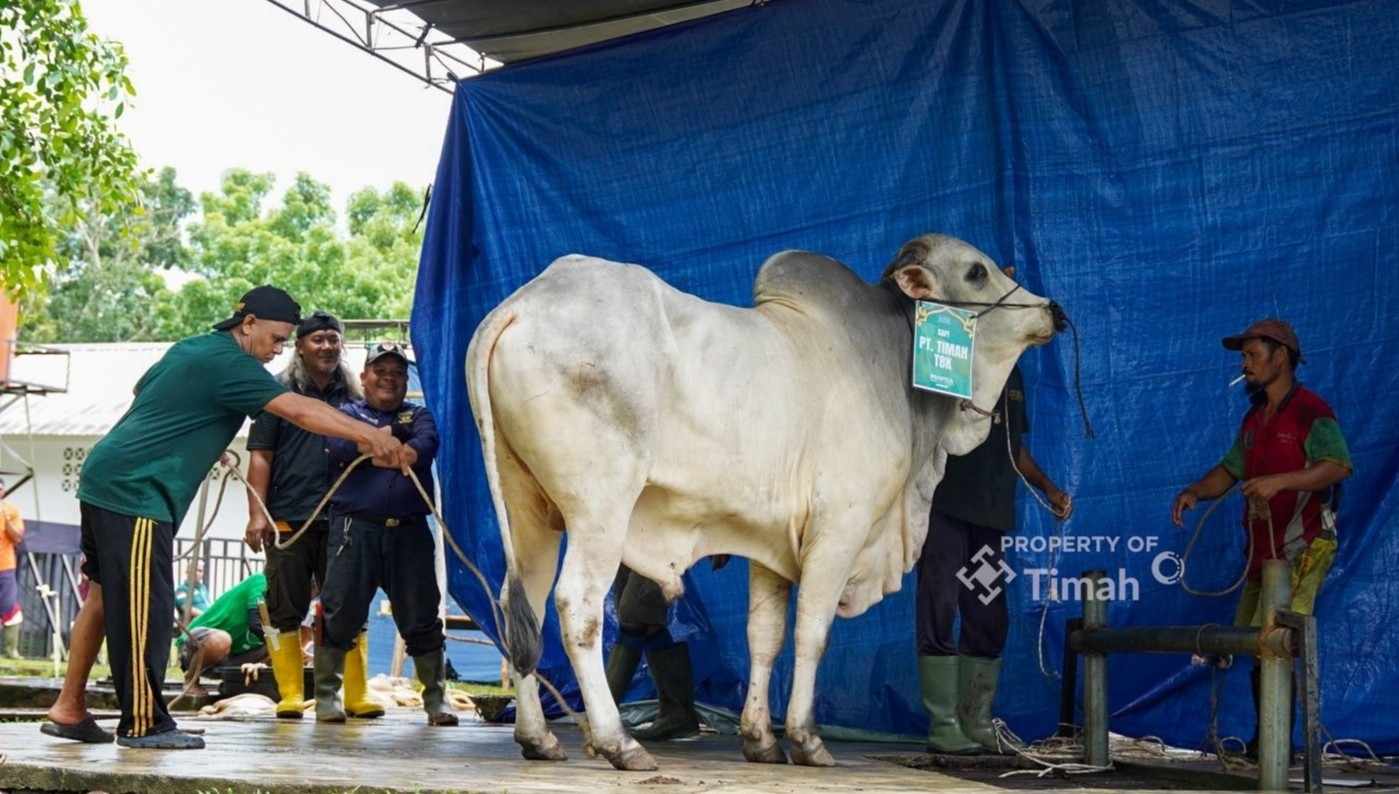 Hangatnya Kebersamaan Iduladha di Komplek PT TIMAH, Ribuan Paket Daging Dibagikan untuk Warga