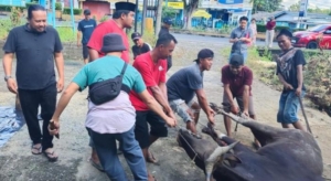 Iduladha 1447 H, PWI Babel Sembelih 11 Hewan Kurban