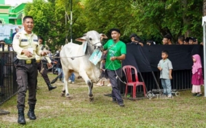 PT TIMAH Salurkan 281 Hewan Kurban di Momen Iduladha, Kepala Daerah Beri Apresiasi