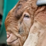 Lebih Kaya Protein, Ini 10 Manfaat Susu Kambing Etawa Dibanding Susu Sapi