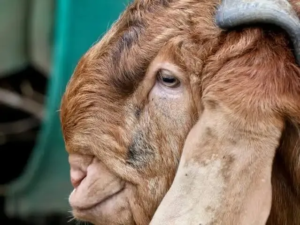 Lebih Kaya Protein, Ini 10 Manfaat Susu Kambing Etawa Dibanding Susu Sapi