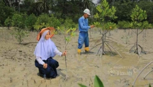 Tanam Puluhan Ribu Mangrove Sepanjang 2025, Dukungan PT TIMAH Target Net Zero Emissions 2060
