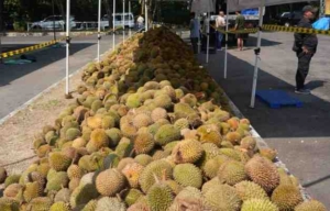 Ribuan Perantau Babel di Yogyakarta Lepas Rindu Lewat Festival 15.000 Durian Kelekak